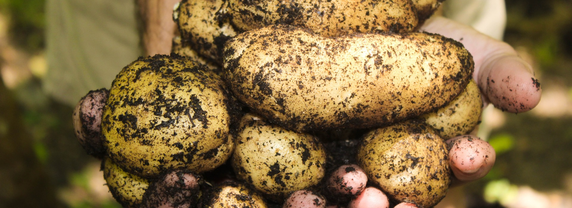 <p><strong>Naše brambory </strong>jsou registrovány jako <strong>produkt ekologického zemědělství </strong>s přiděleným certifikátem<strong> BIO produkt.</strong></p>