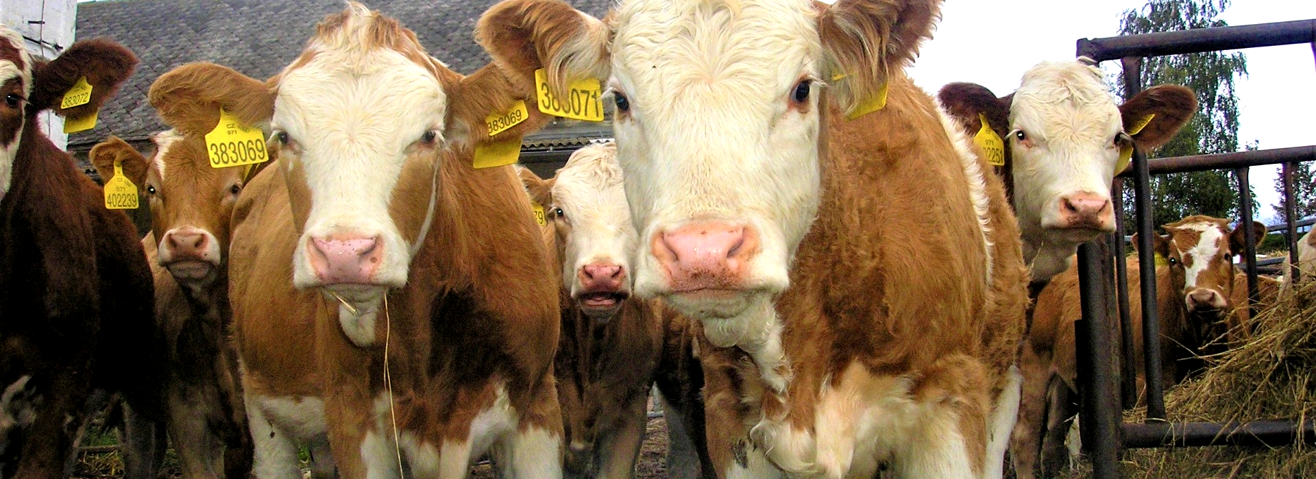 <p><strong>Blonde d´ Aquitaine, Charolais a Piemontese. </strong>V živočišné výrobě se věnujeme chovu krav bez tržní produkce mléka. </p>
